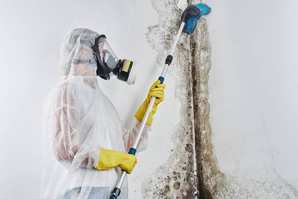 Best Attic Mold Removal  in Walnut, IL