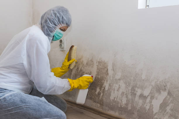 Best Mold Cleaning Services  in Walnut, IL