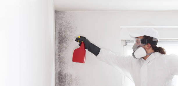 Best Toxic Mold Removal  in Walnut, IL