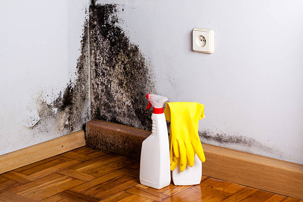 Best Crawl Space Mold Removal  in Walnut, IL